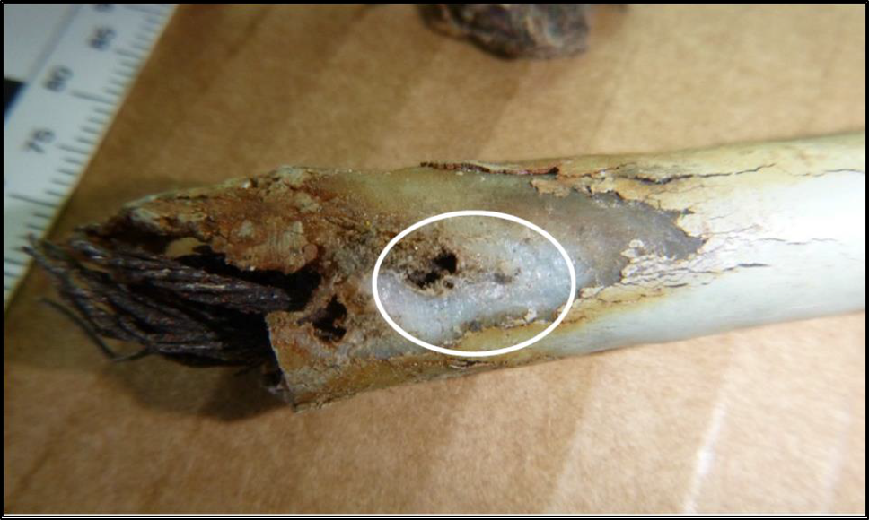 End of failed wire showing corrosion and sheath degradation