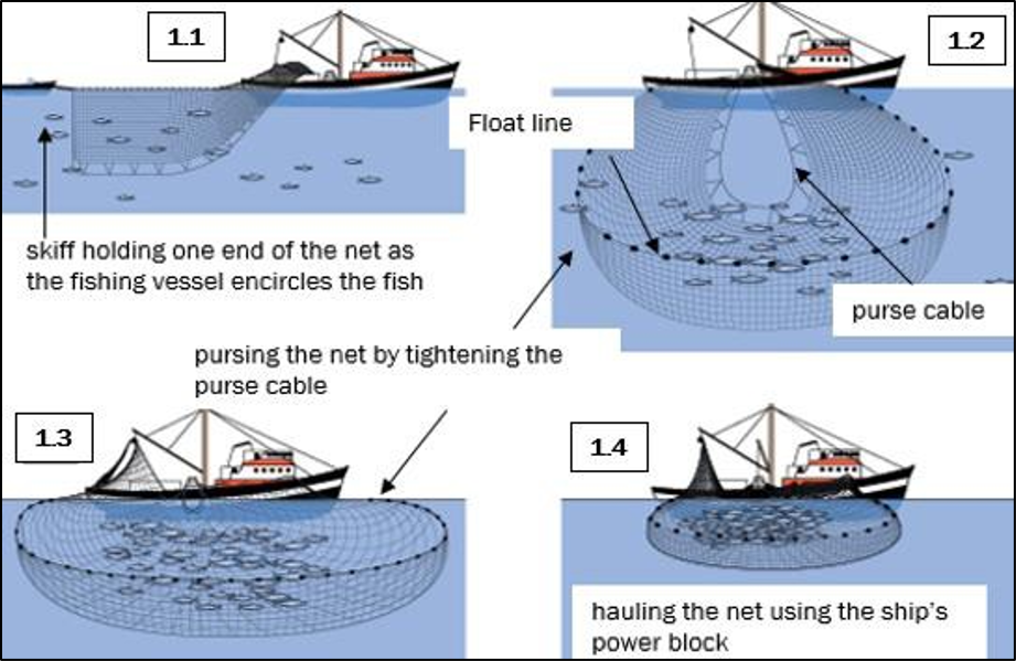 Purse seine operation