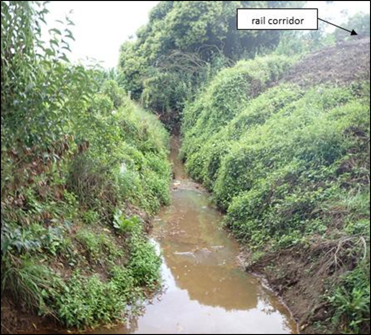 Vegetation at junction of Flaxton drain and Collins drain