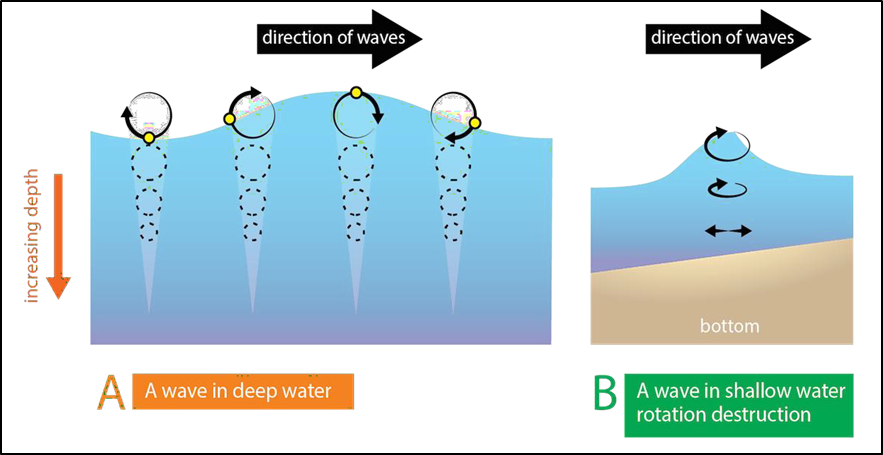 Changes in orbital characteristics of water when waves transition to shallow water.