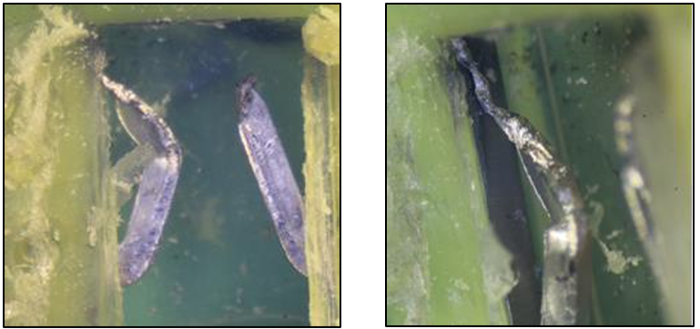 Example of the condition of a similar fuse deliberately failed through electrical overload