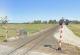 The image shows a railway level crossing in a rural location under a cloudless skies and bright sunshine. Rail racks stretch into the distance across flat farmland of grassy paddocks and some bushes. In the foreground, two elements are prominent -- a pair of signals to warn road traffic of approaching trains, and a freestanding steel electrical cabinet about the size of a small horse. 